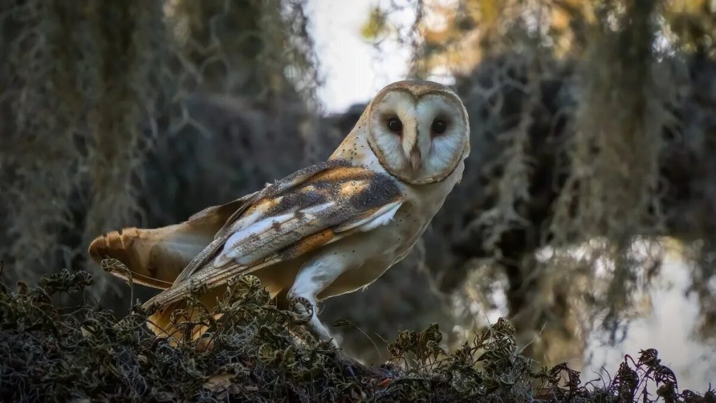 جغد