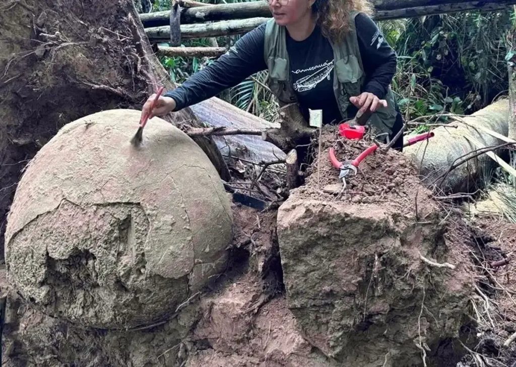 بیرون آمدن «کوزه‌های باستانی» از خاک با واژگون شدن یک درخت در جنگل آمازون