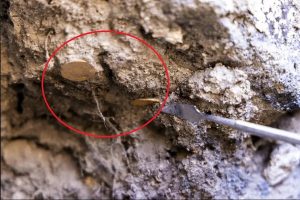 بیرون آمدن گنج سکه‌های دوران بیزانس از زیر خاک