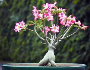 راهنمای نگهداری و تکثیر گل آدنیوم