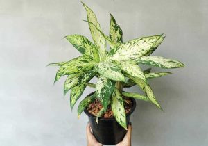 علت بی حال شدن برگ آگلونما