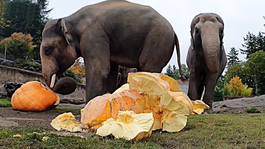 کدوهای غول‌پیکر هالووین و بچه فیل بازیگوش