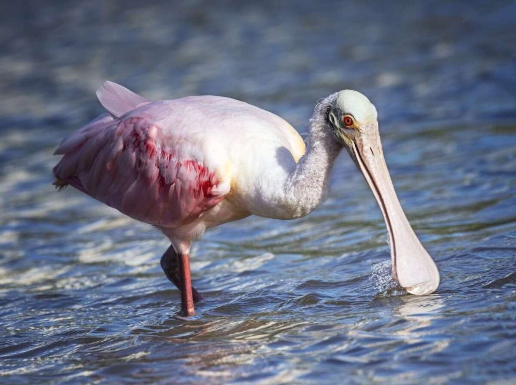 دنیای پرندگان با عجیب‌ترین منقارها