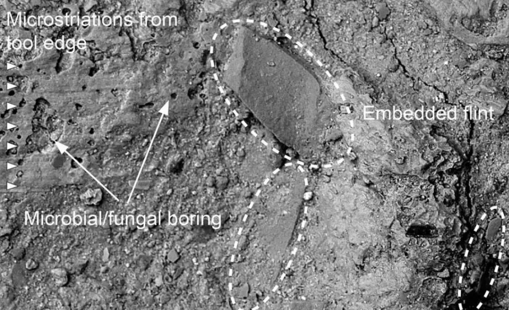 این چکش نیم میلیون‌ ساله از استخوان فیل ساخته شده است