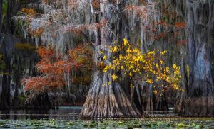 رازهای اقلیمی درختان سرو باتلاقی باستانی